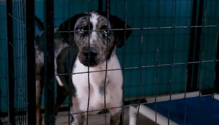 How to Choose the Right Dog Food image